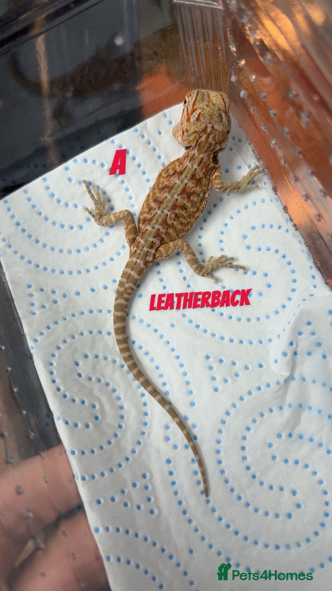 Bearded Dragon reptiles Red monster 👹 x hypo zero bearded dragons - Advert 2