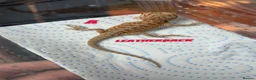 Bearded Dragon reptiles for sale: Red monster 👹 x hypo zero bearded dragons - Advert 2