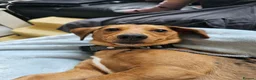 Dachshund dogs for sale: Loving, cuddly, loyal Dachshund- Dash for rehoming in Loughborough - Advert 4