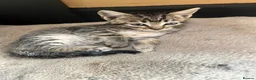Mixed Breed cats for sale: Kittens ready Now 2 female 3 male - Advert 5