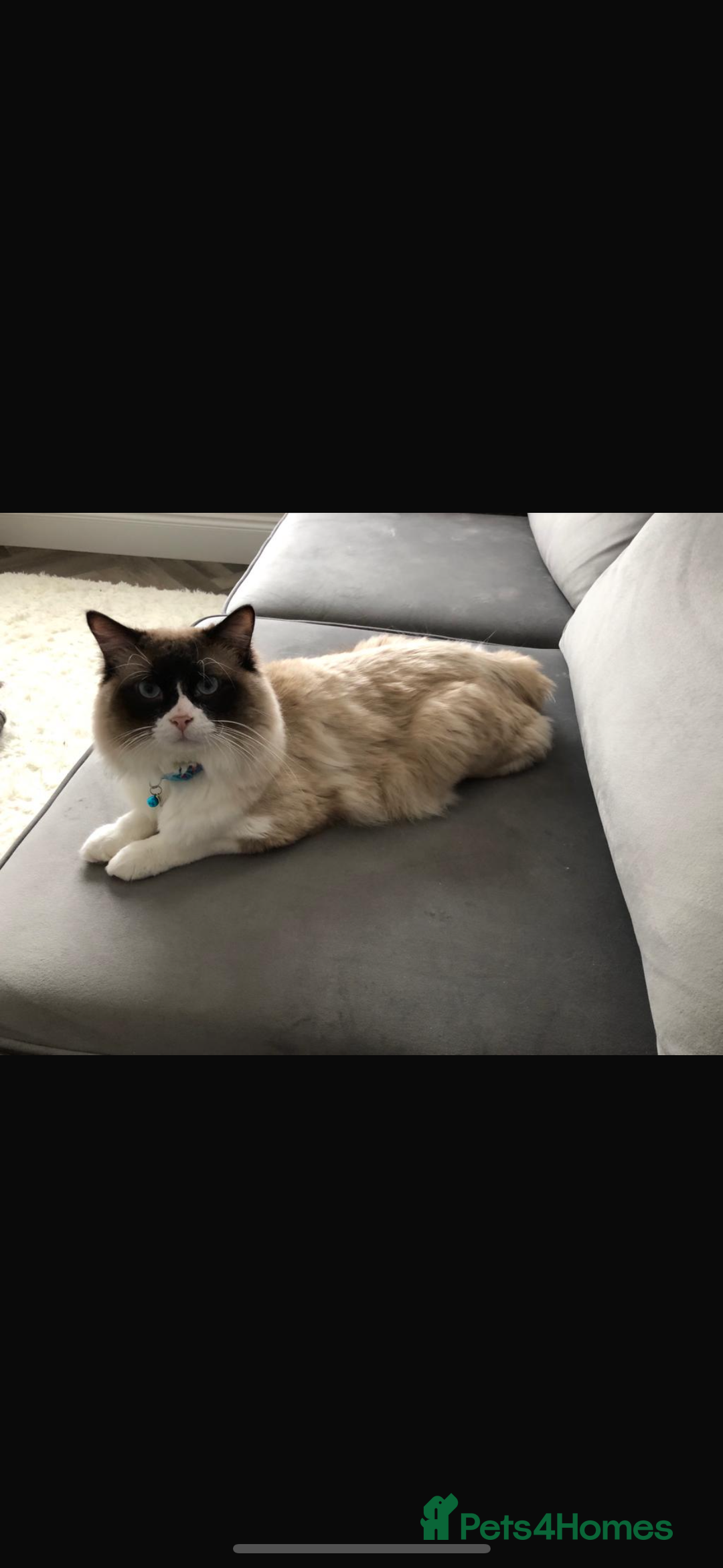 Ragdoll cats for sale: Gorgeous ❤️Bengal-Ragdoll Mix Kitten – £200 Today - Image 4