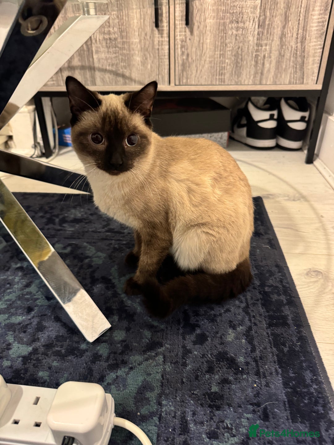 Siamese cats for sale: Siamese kitten 6 months £400 - Advert 1