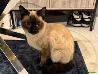 Siamese cats Siamese kitten 6 months £400 - Advert 1