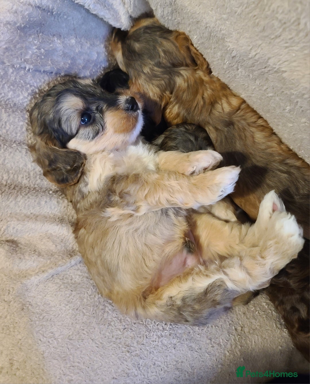 Cockapoo dogs for sale: Super Socialised F1 Cockapoo Puppies. DNA TESTED.  - Image 9