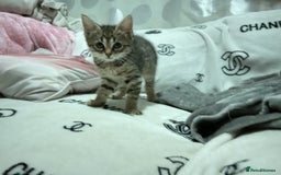 Mixed Breed cats for sale: Kittens for sale ready to go now   - Image 2