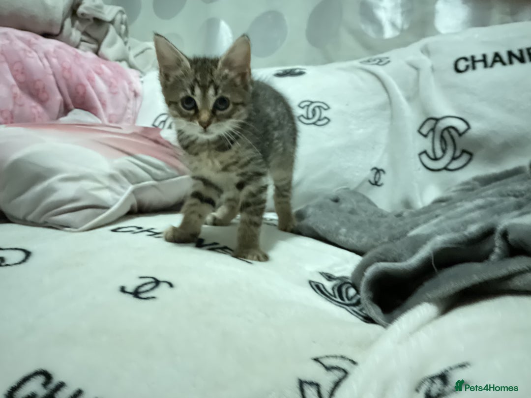 Mixed Breed cats for sale: Kittens for sale ready to go now   - Image 2
