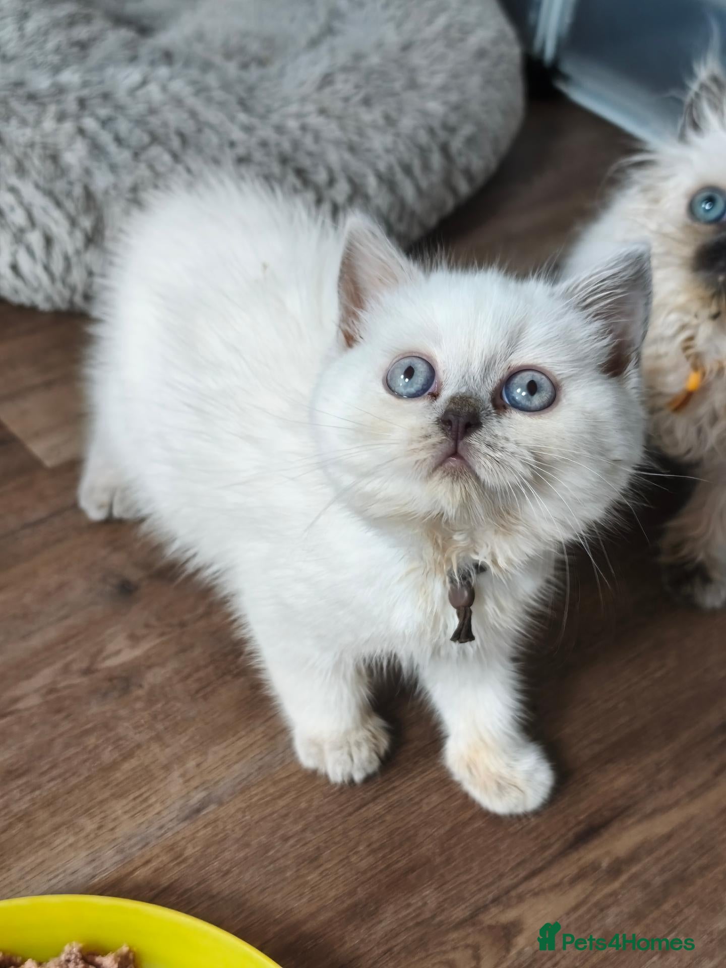British Shorthair cats British shorthair and British longhair - Advert 1