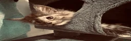 Maine Coon cats for sale: Absolutely gorgeous Maine Coon cross Kittens - Advert 20