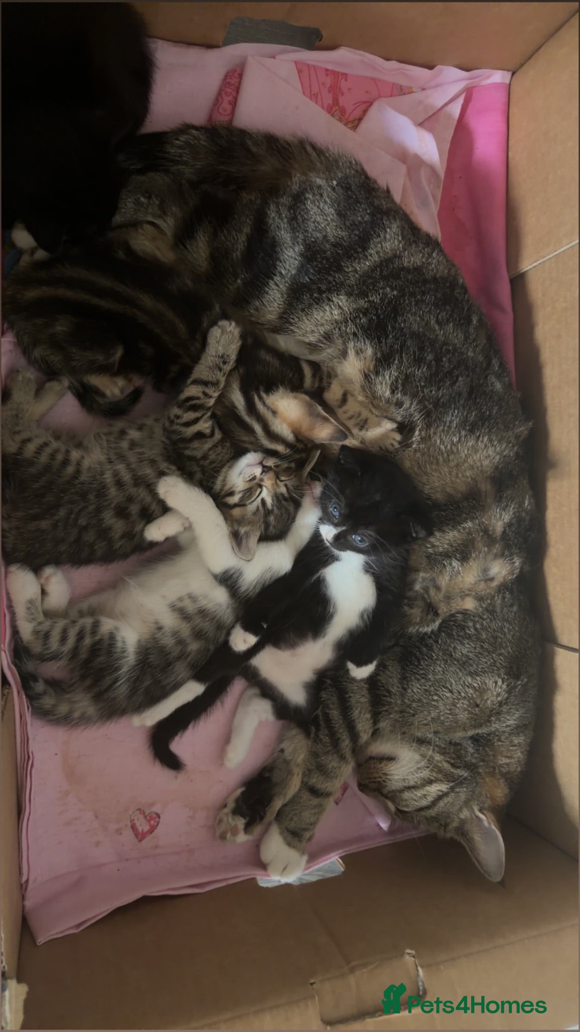 Mixed Breed cats Kittens for sale  - Advert 1