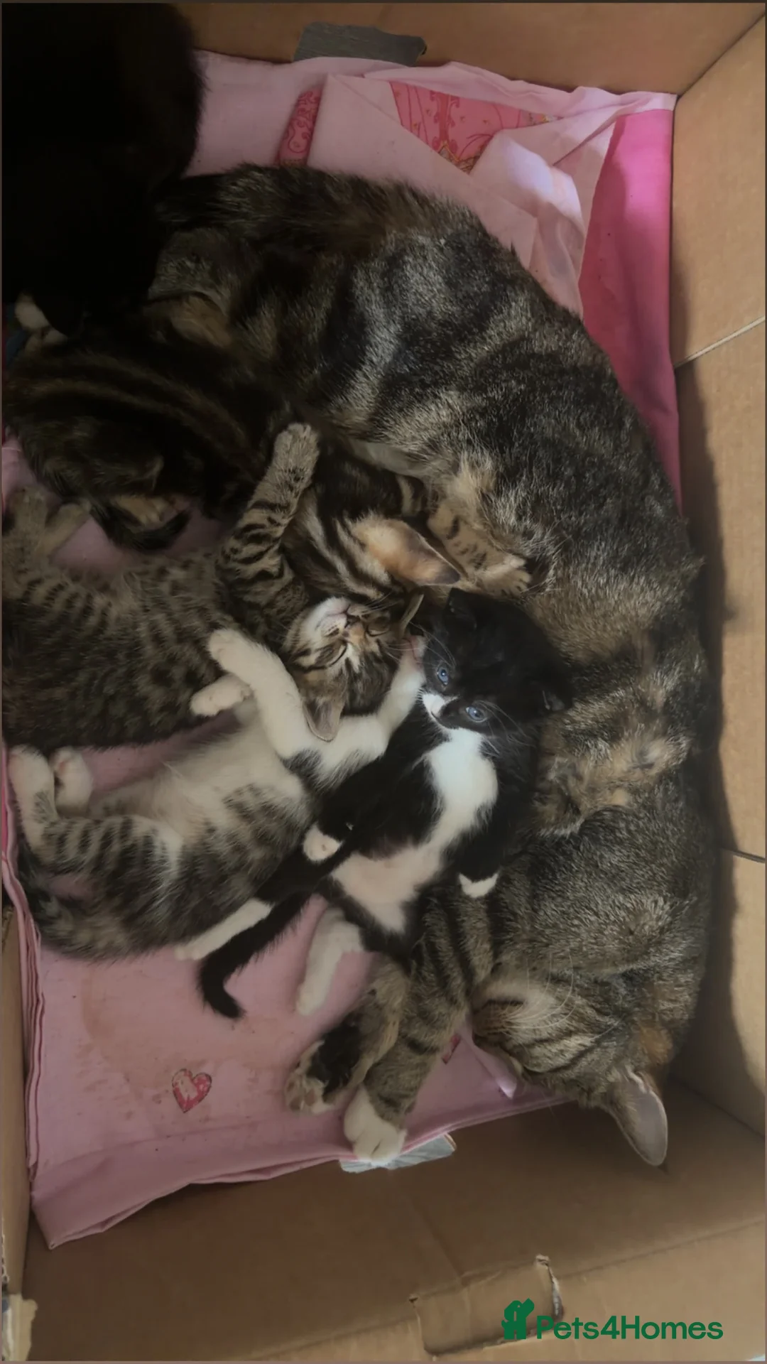 Mixed Breed cats for sale: Kittens for sale  - Advert 1