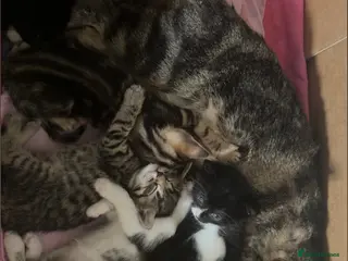 Mixed Breed cats Kittens for sale - Advert 1