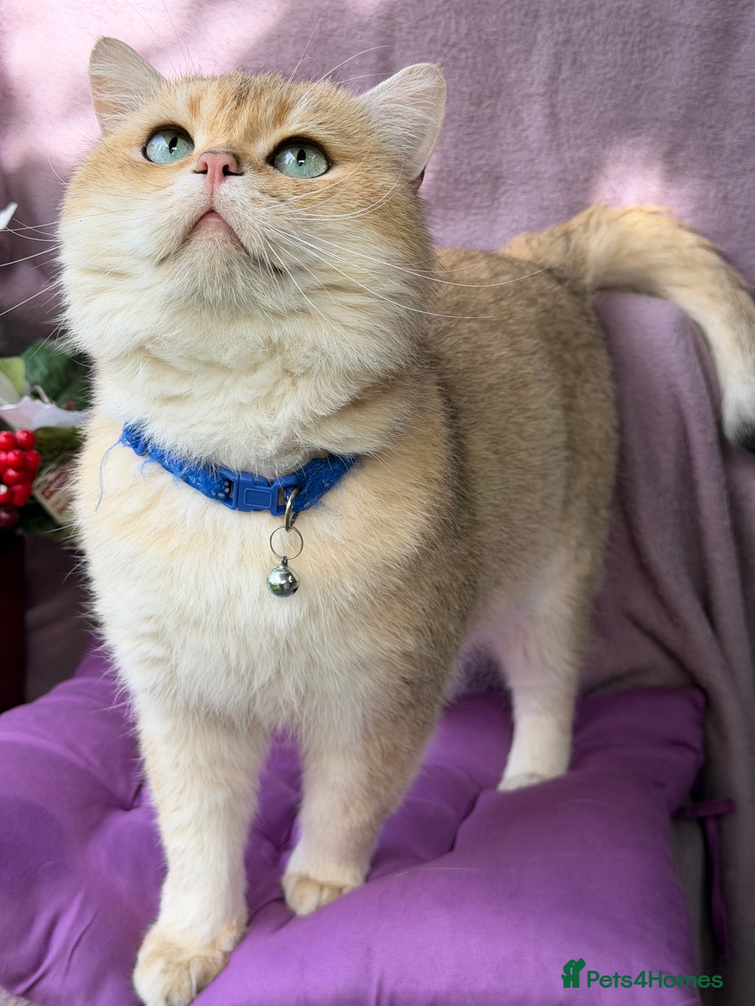 British Shorthair cats for sale: British shorthair kittens  silver/ golden TICA - Image 11