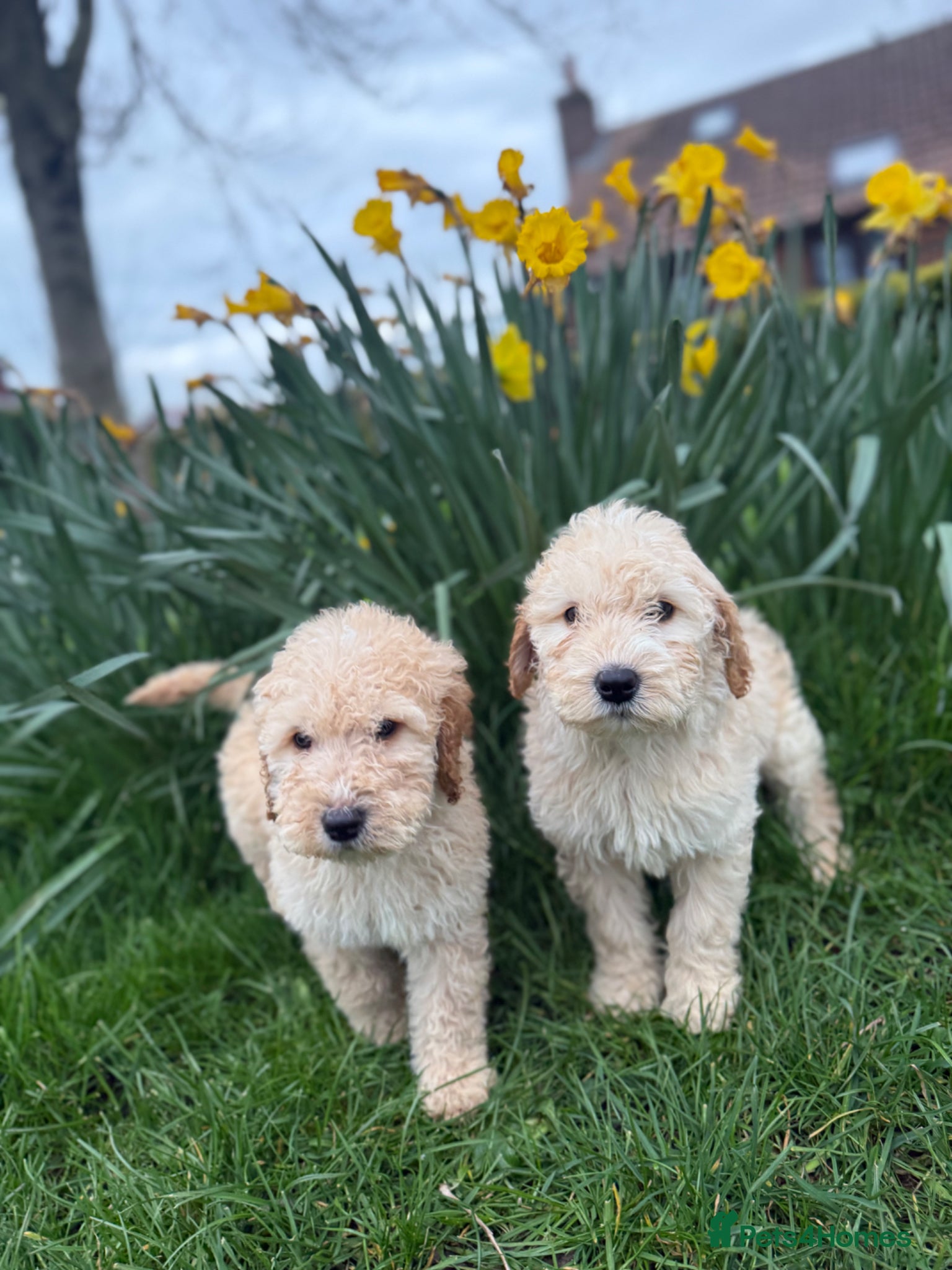 Double Doodle dogs READY NOW  Exceptional marked Double doodles pups. - Advert 15
