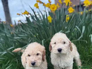 Double Doodle dogs READY NOW Exceptional marked Double doodles pups. - Advert 4