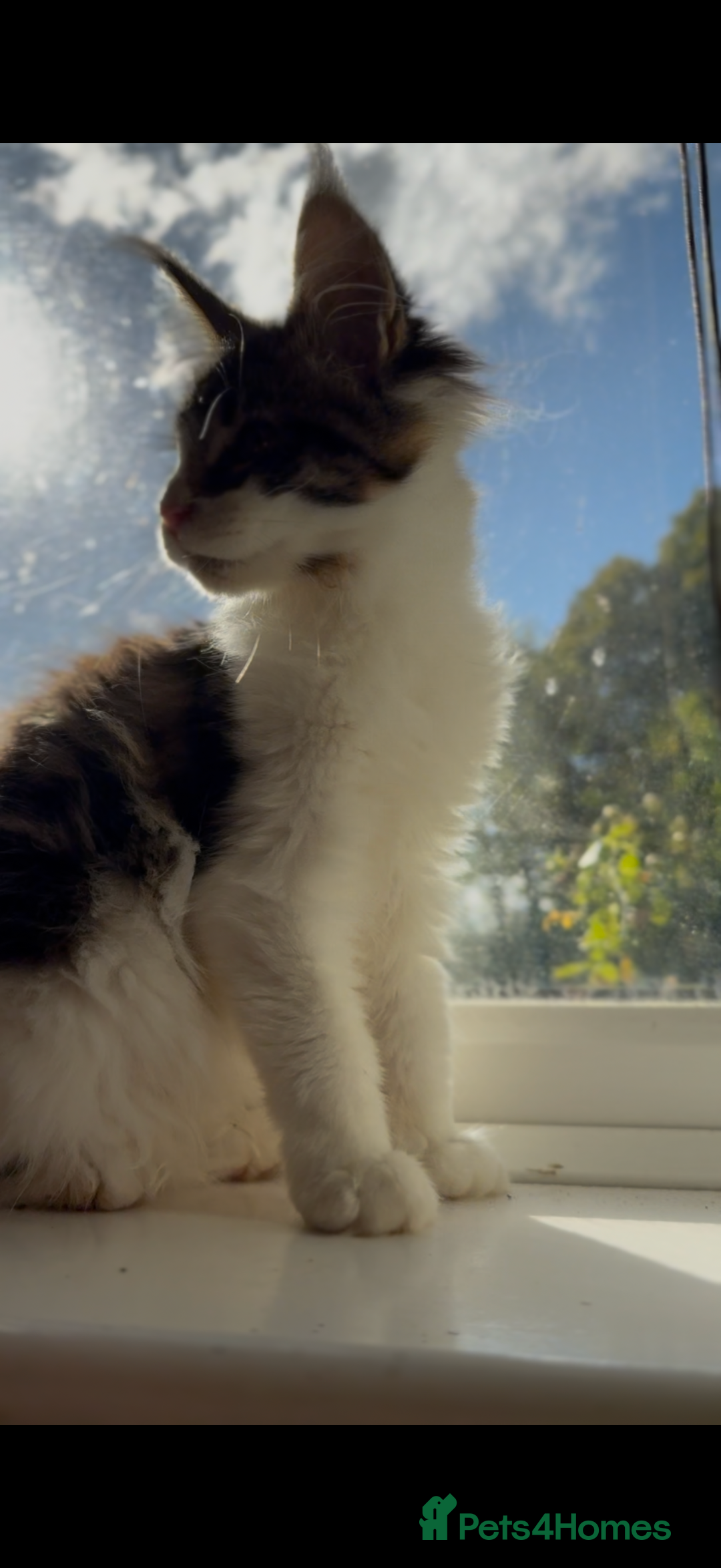 Maine Coon cats for sale: Pedigree Maine Coon Kittens 🐱 fully vaccinated  - Image 11