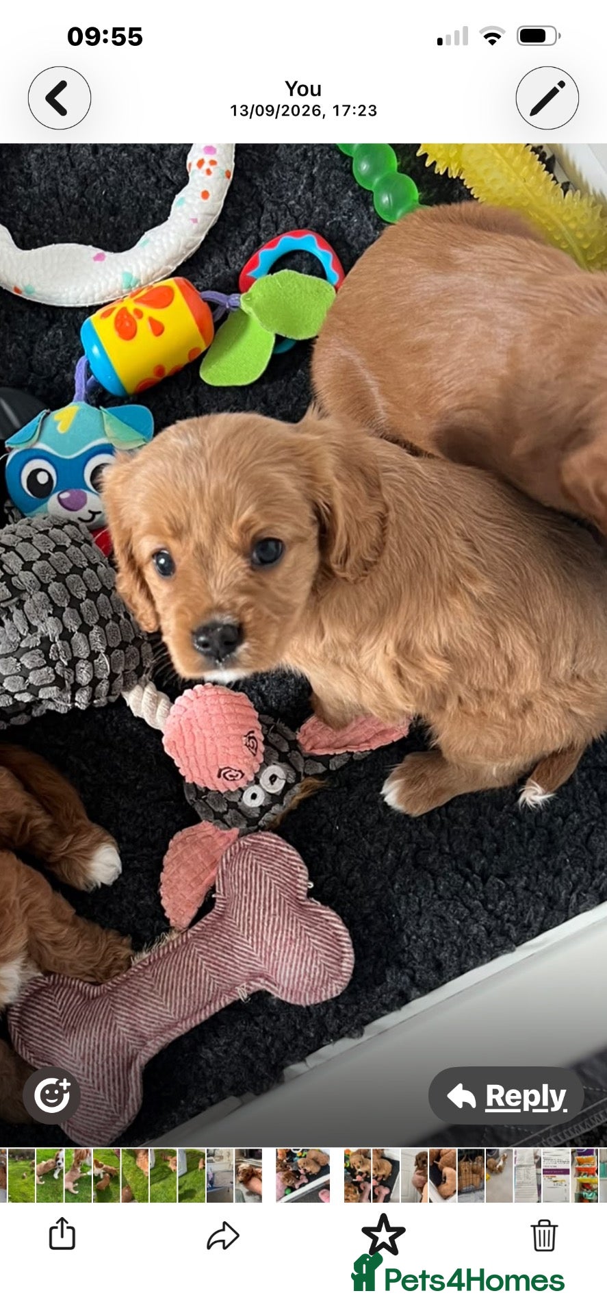 Cavapoo dogs  ⭐️Precious cavapoos F1B⭐️ - Advert 9