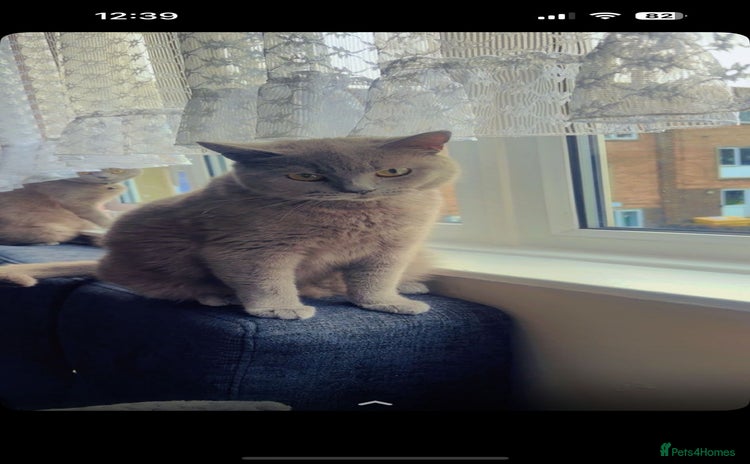 British Shorthair cats - Advert 9