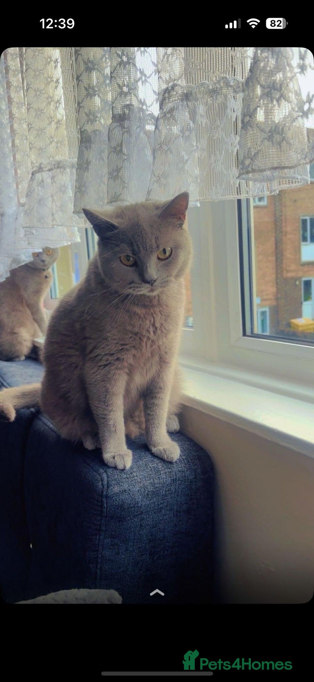 British Shorthair cats for sale: British short hair mother and son  - Image 1