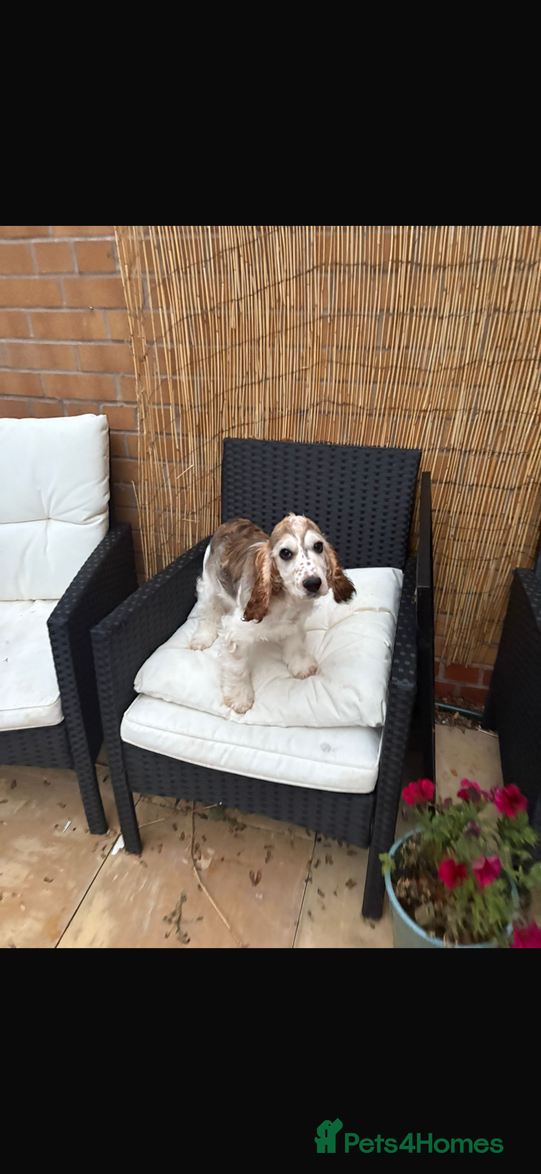 Cocker Spaniel dogs for sale: Kc 5 month old show cocker spaniel girl - Advert 4