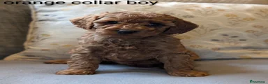 Cockapoo Puppy 3