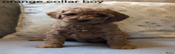 Cockapoo dogs for sale: Adorable Cockapoo puppies - Advert 2