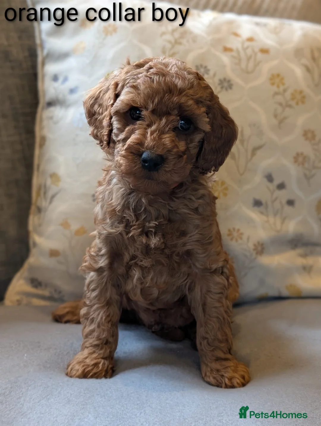 Cockapoo dogs for sale: Adorable Cockapoo puppies - Advert 2