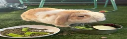 Mini Lop rabbits for sale: Bonded buns needing a new home - Advert 5