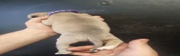 Staffordshire Bull Terrier dogs for sale: Staffy puppies for sale ready early july - Advert 5