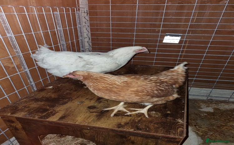 Chickens poultry - Advert 1