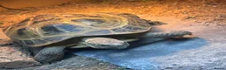 Tortoise reptiles for sale: Female Russian tortoise - Advert 3