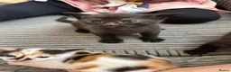 Mixed Breed cats for sale: Black male kittens  - Advert 7