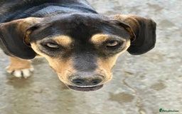 Mixed Breed dogs for adoption: Freya -20 months old, Hound Mix Girl - Image 2