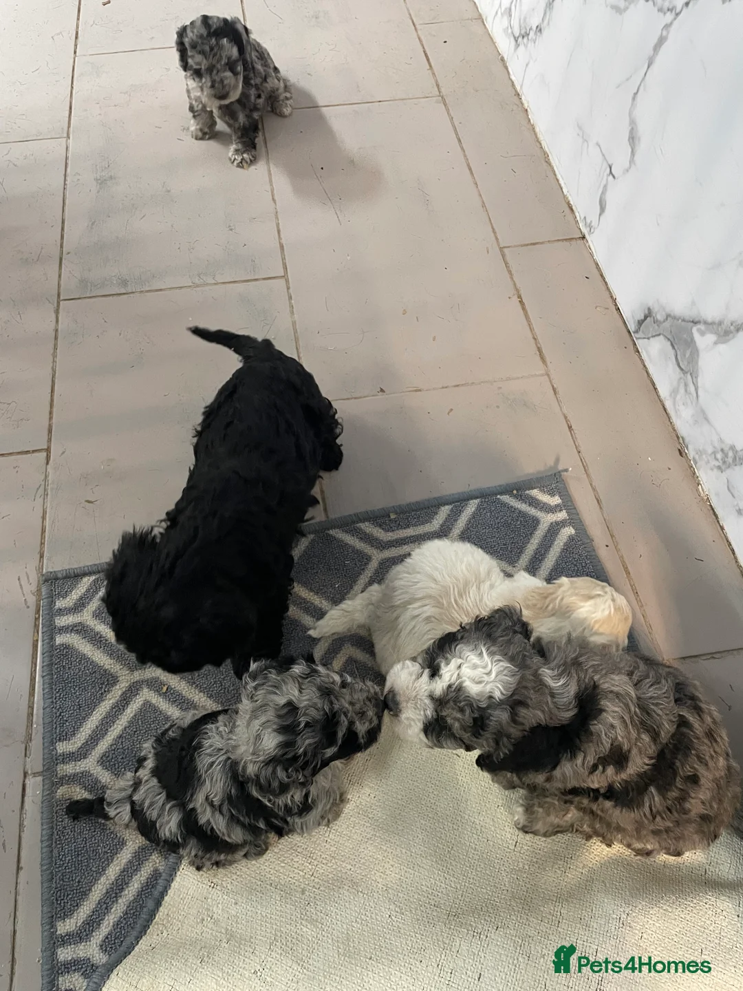 Cockapoo dogs for sale: Stunning F1B cockapoo puppies Boys & Girls  - Advert 5