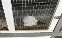 Mini Lop rabbits for sale: Mini Lop in Canvey Island - Image 1