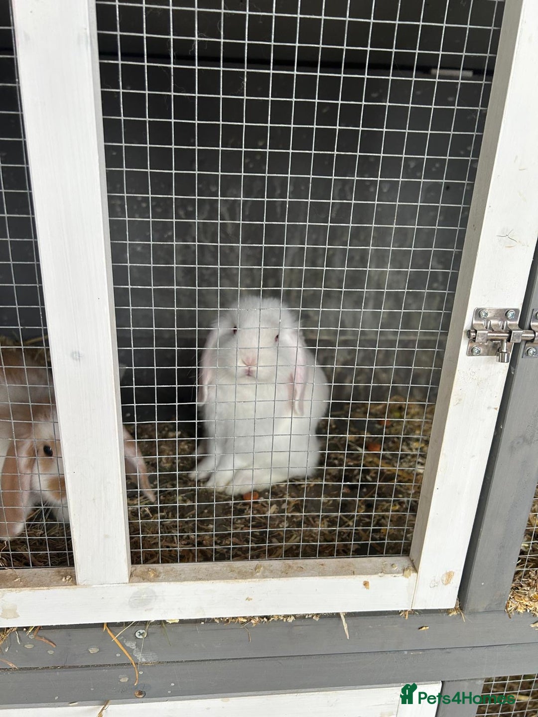 Mini Lop rabbits for sale: Mini Lop in Canvey Island - Image 1