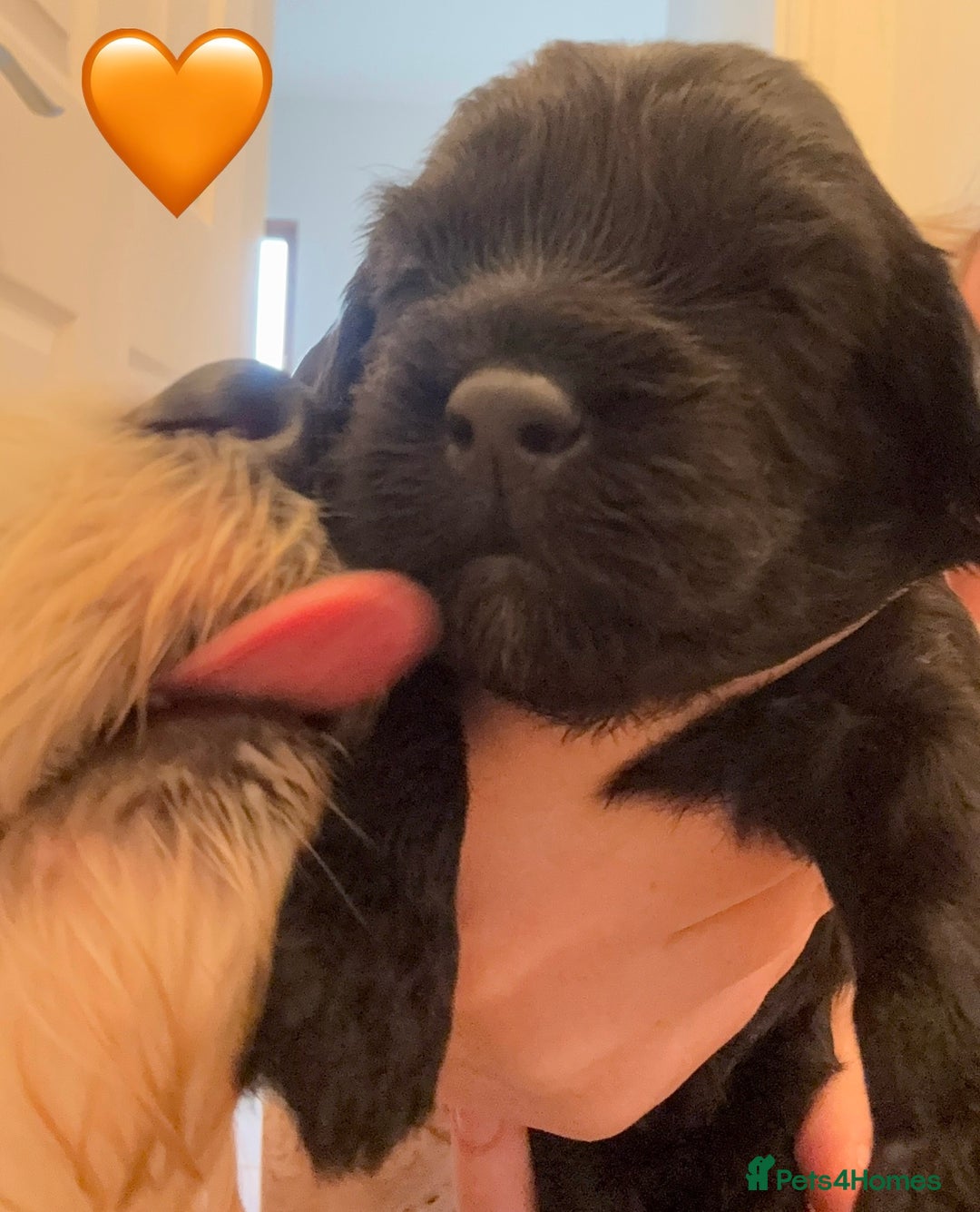 Cockapoo dogs for sale: 🐾 Gorgeous F2 Cockapoo Puppies 🐾 - Image 10