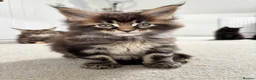Maine Coon cats for sale: 7 adorable Pure Bred Mainecoon - Advert 27