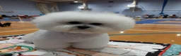 Bichon Frise dogs for sale: Bichon Frise puppies in Crewe - Advert 1