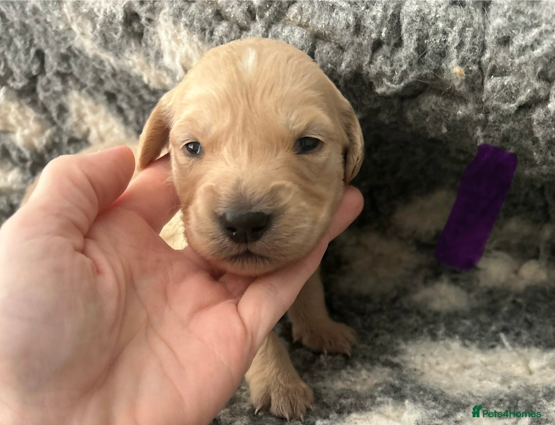 Golden Retriever dogs for sale: Remarkable Golden Retriever Puppies - Image 16