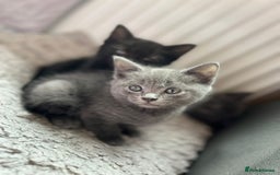 Russian Blue cats for sale: Russian Blue x British Shorthair Kittens for sale - Image 1