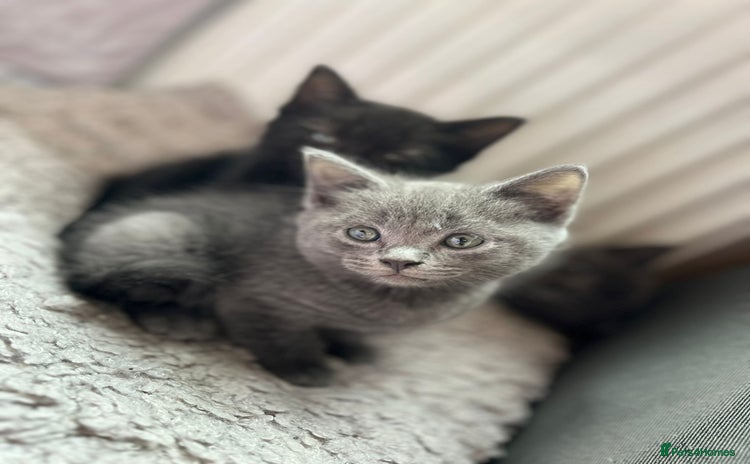 Russian Blue cats - Advert 1