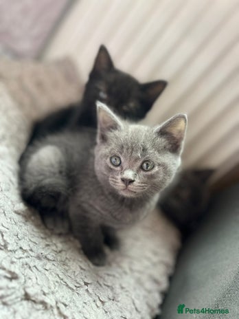Russian Blue cats - Advert 4