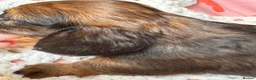 Dachshund dogs for sale: Long & Short haired Sable crea Dachshund puppies  - Advert 21
