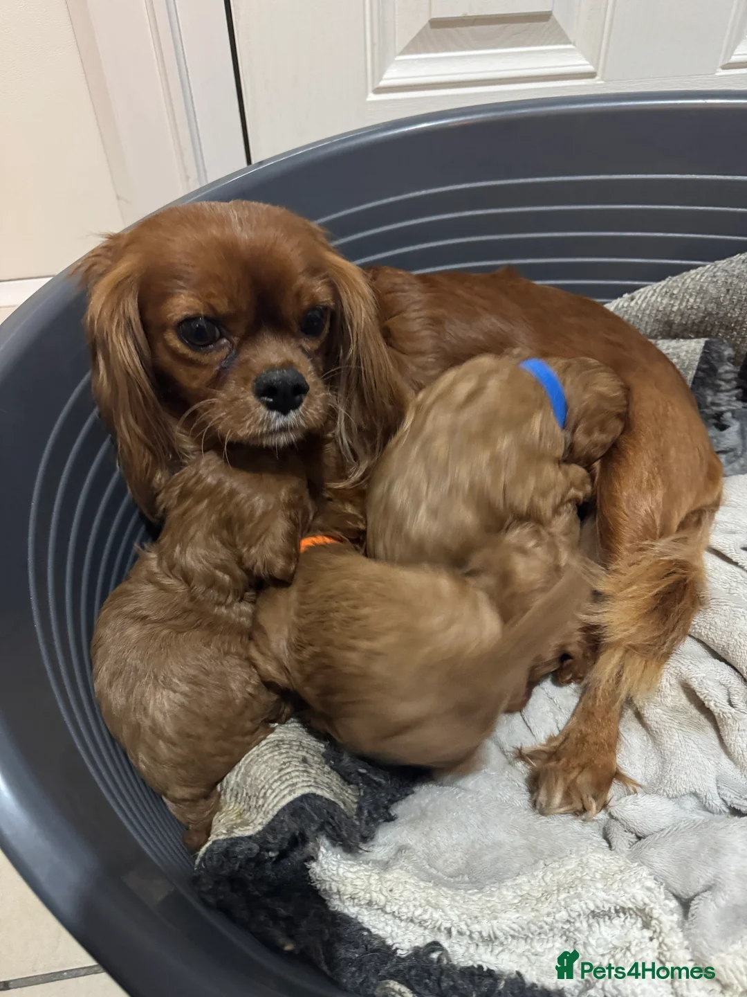 Cavapoo dogs for sale: Superb quality Cavapoo Puppies  - Advert 4