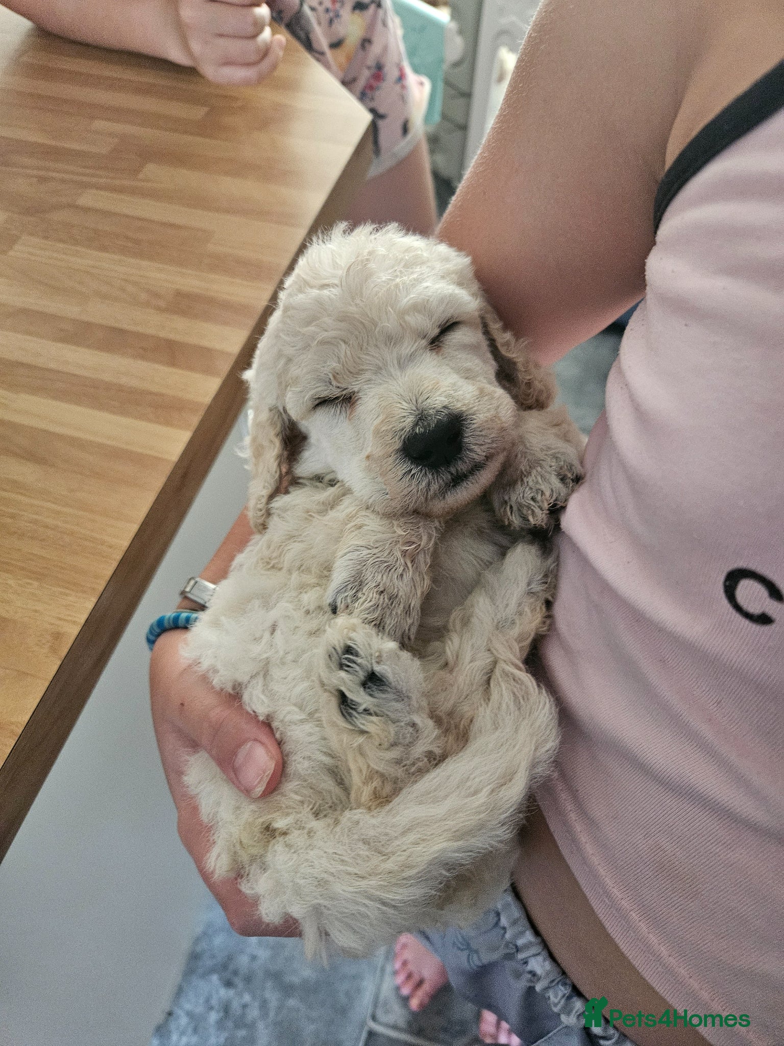 Standard Poodle dogs Kc Standard poodle boys  - Advert 2