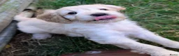 Cockapoo dogs for sale: Licensed breeder, health tested F1 cockapoos - Advert 11