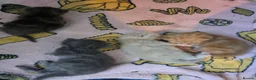 British Shorthair cats for sale: 4 British short-hair kittens, 1 male , 3 female - Advert 25