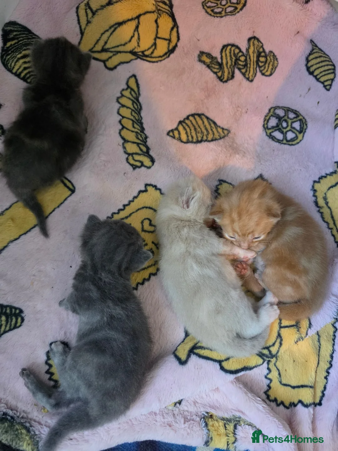British Shorthair cats for sale: 4 British short-hair kittens, 1 male , 3 female - Advert 25