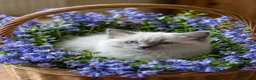 Ragdoll cats for sale: Beautiful gccf reg Rsgdoll boy - Advert 6