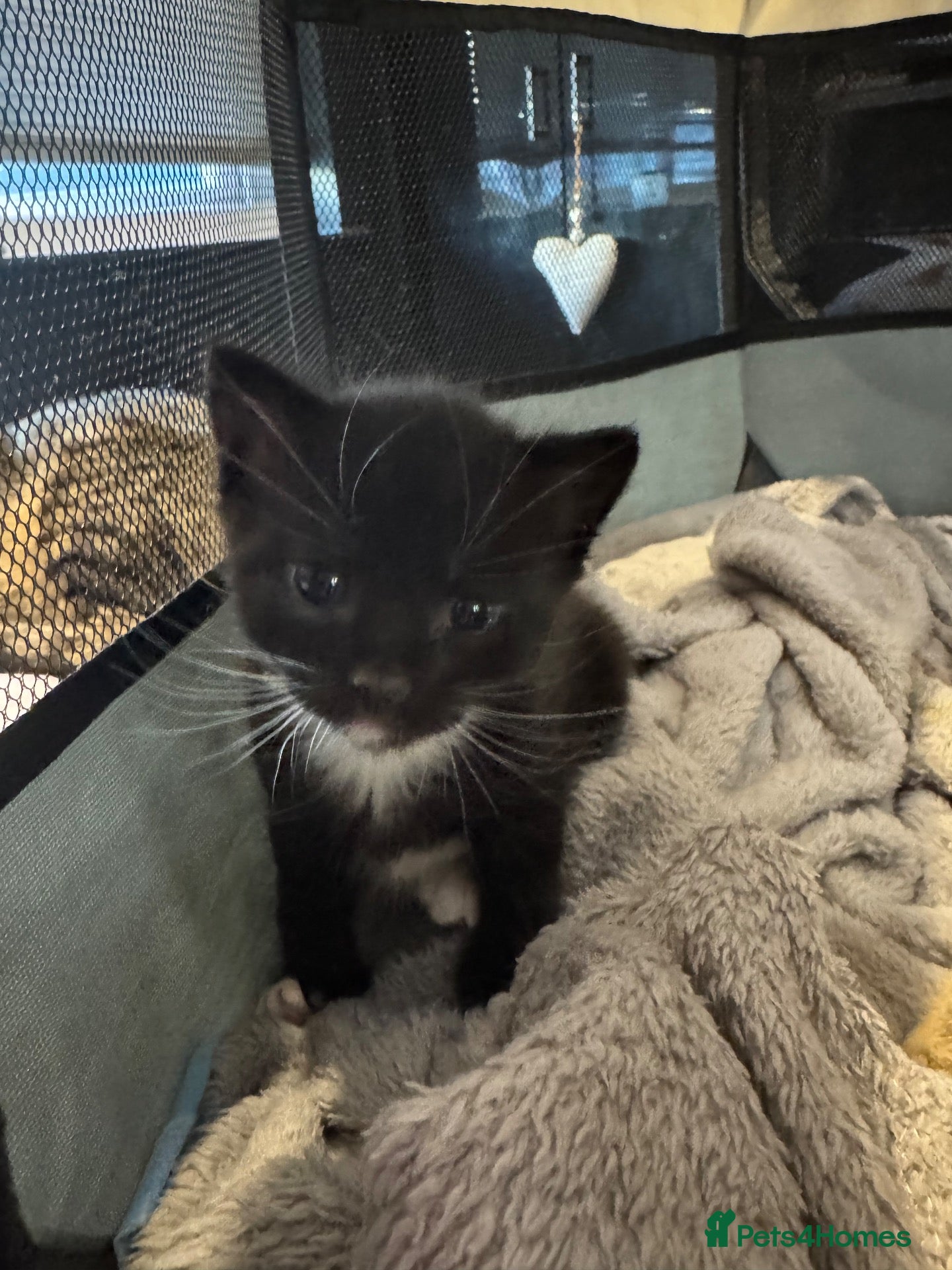 Mixed Breed cats Bengal X tabby - only black&white boy left  - Advert 7